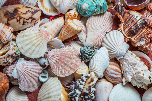 Where to Find Popular and Common Southwest Florida Shells - The